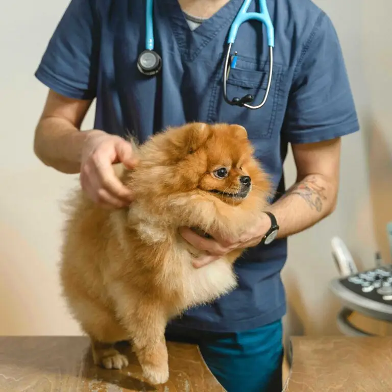 Small dog getting a checkup with a canine dermatologist at Seacoast Emergency and Referral Veterinary Hospital