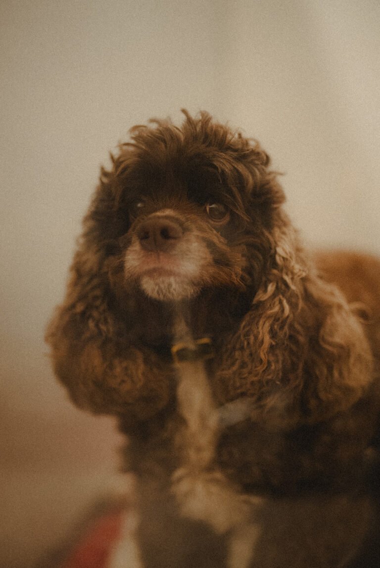 Dog portrait