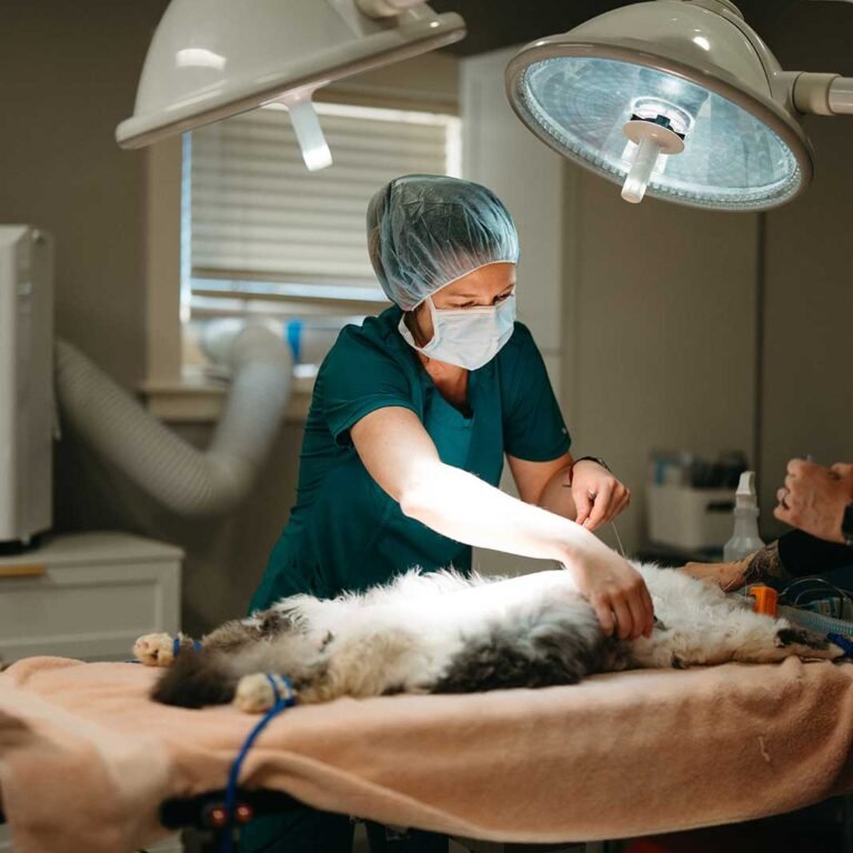 Vet performing surgery at Seacoast Emergency and Referral Veterinary Hospital