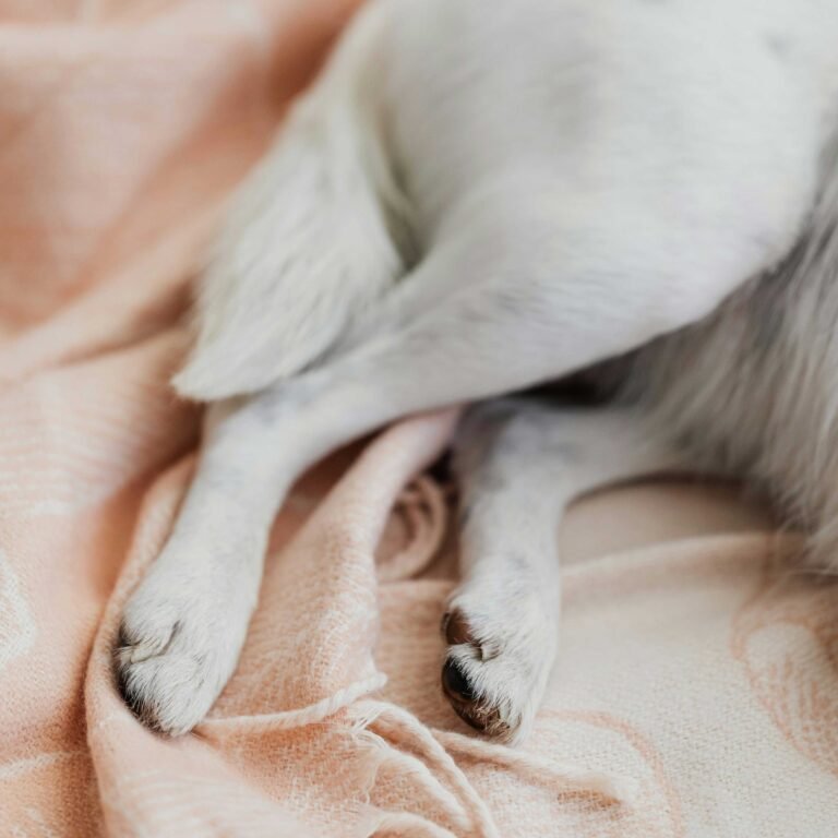 Dog's legs on a cozy blanket after an acl tear