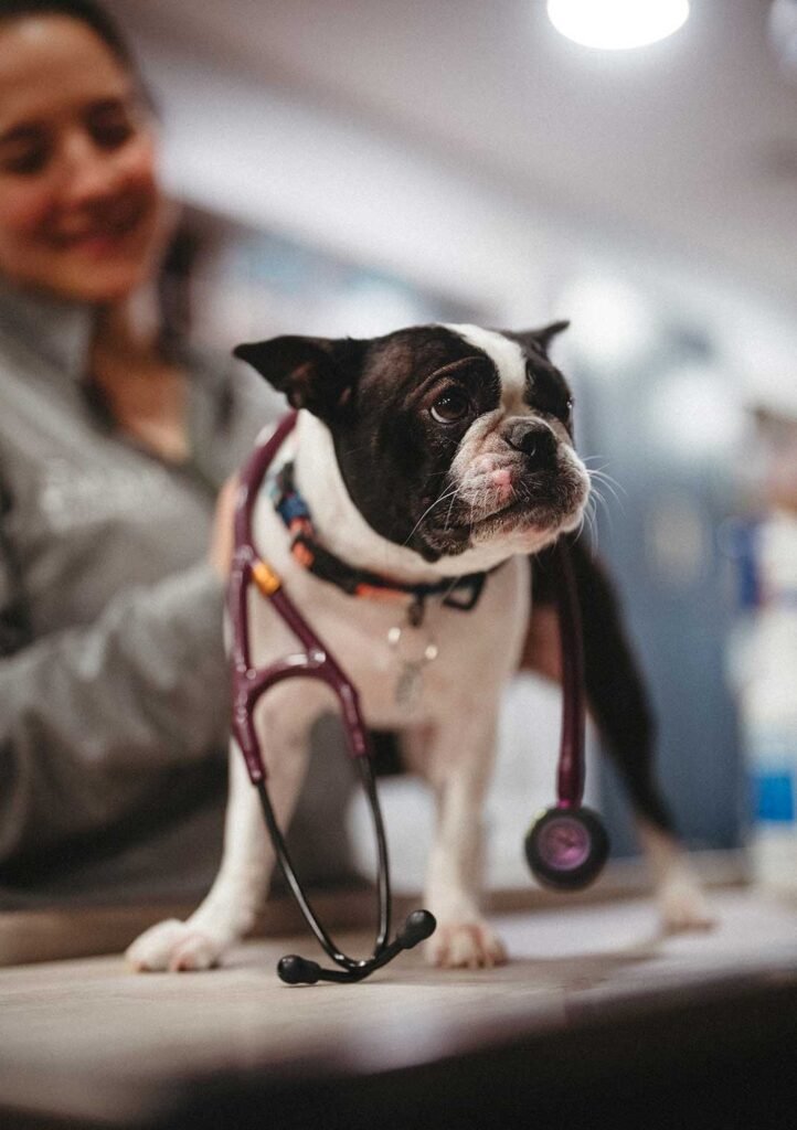Bulldog with vet's stethoscope at Seacoast Emergency and Referral Veterinary Hospital