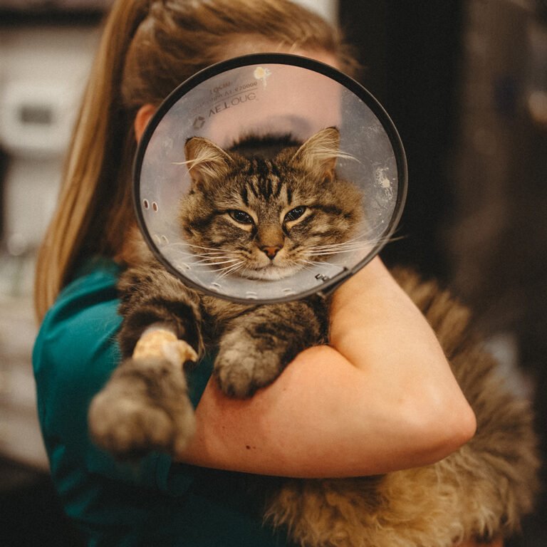 Vet tech holding a cat wearing a cone after surgery at Seacoast Emergency and Referral Veterinary Hospital