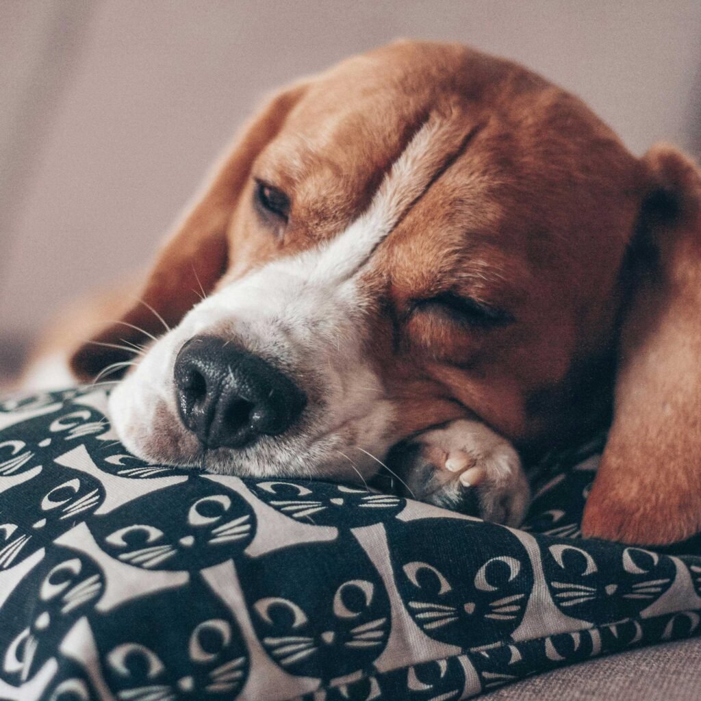 old dog laying down napping