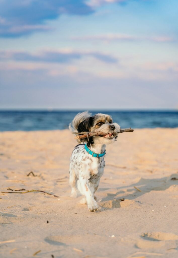 Pup on the beach carrying a stick