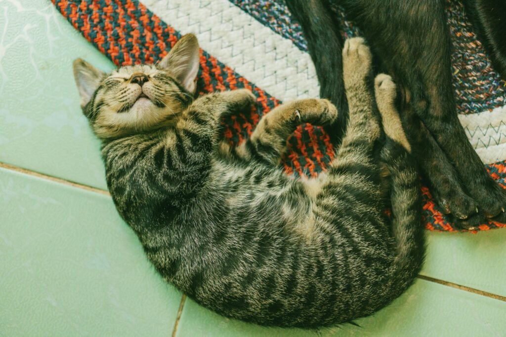 Happy cat laying on the floor