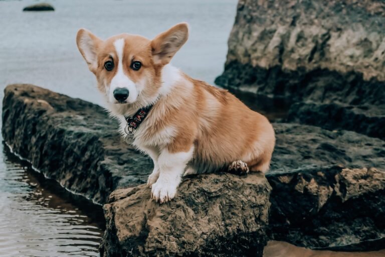 corgi at the beach