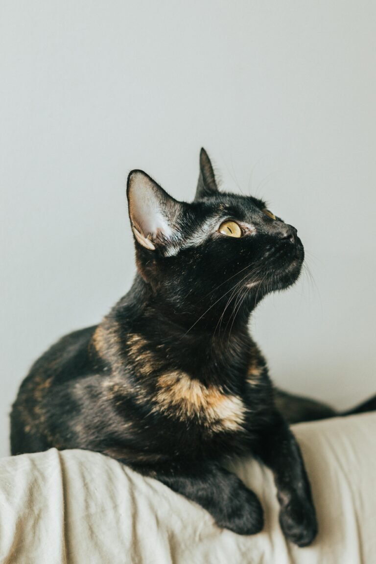 Curious black cat looking up