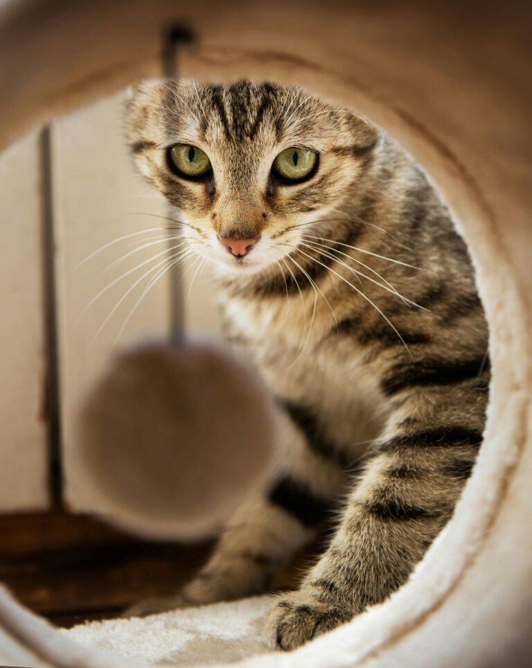 cat looking into play tube