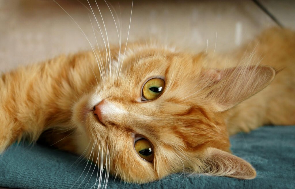 orange tabby cat