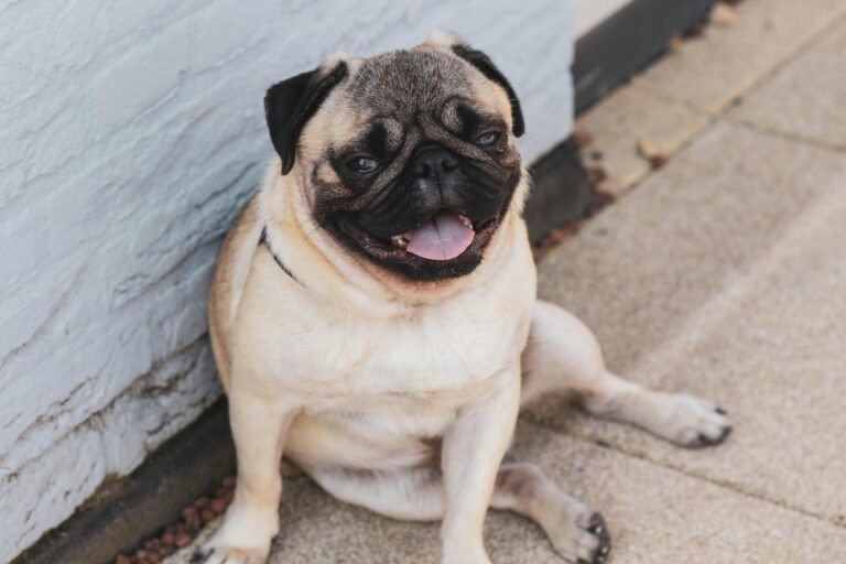 happy pug sitting with tongue out