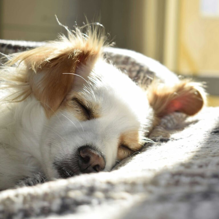 Sick dog sleeping