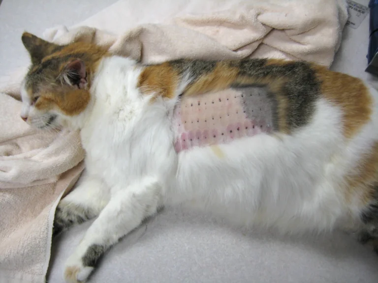 Cat during intradermal allergy testing