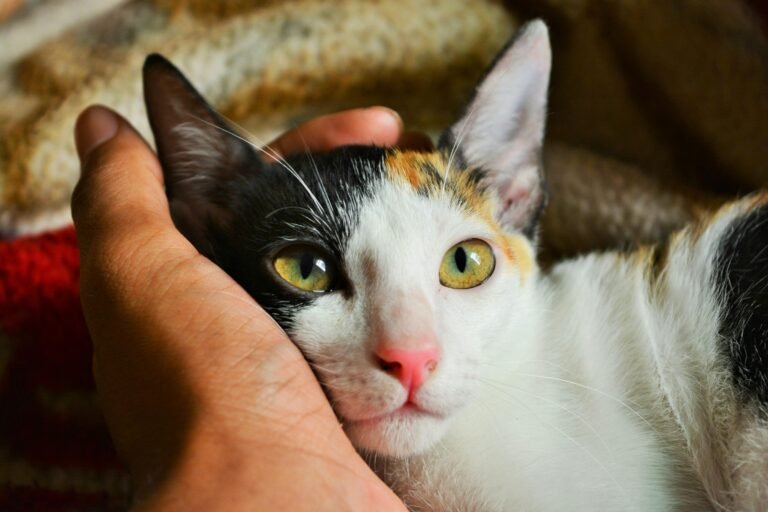 Cat being held by owner, looking at her