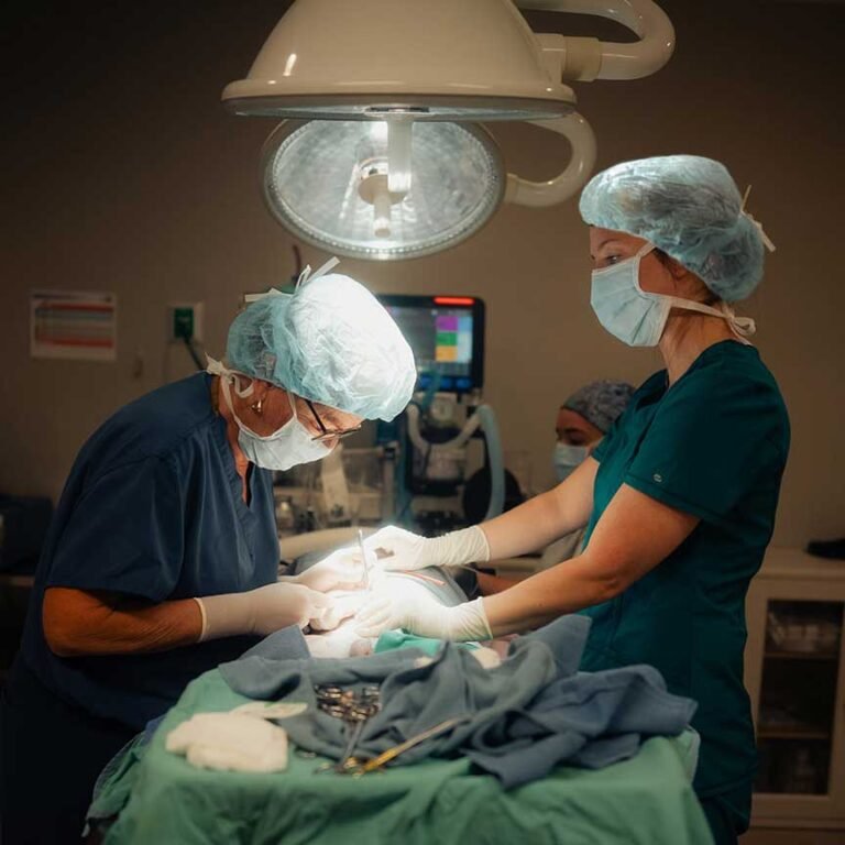 Veterinary surgeon performing canine surgery at Seacoast Emergency and Referral Veterinary Hospital