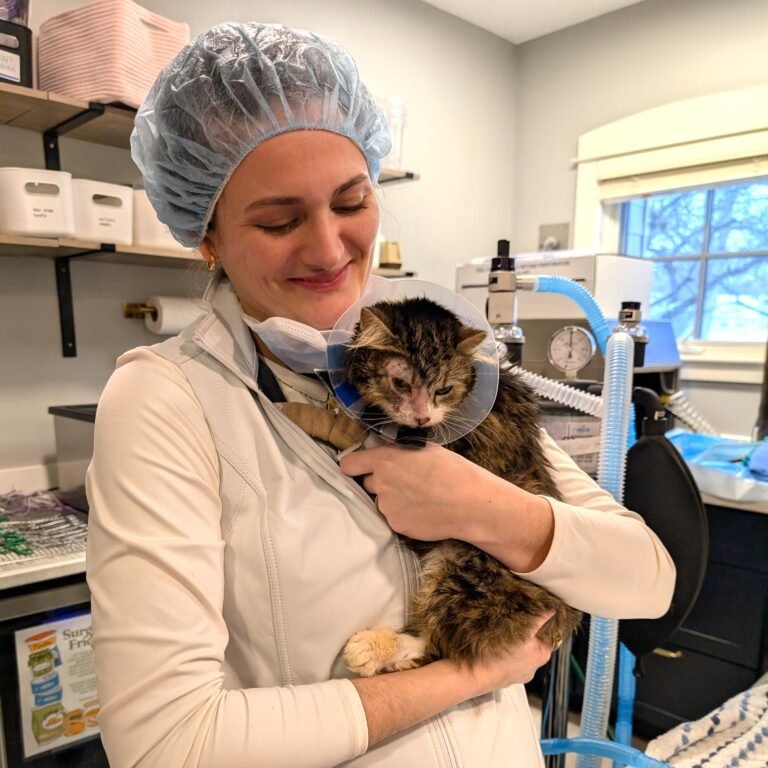 Cat being held by vet after veterinary chemo treatment