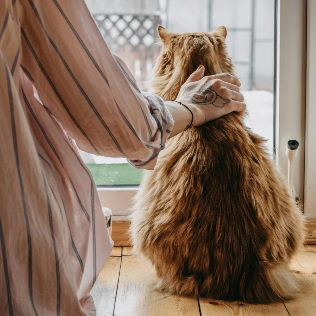 cat sitting with owner looking out the window